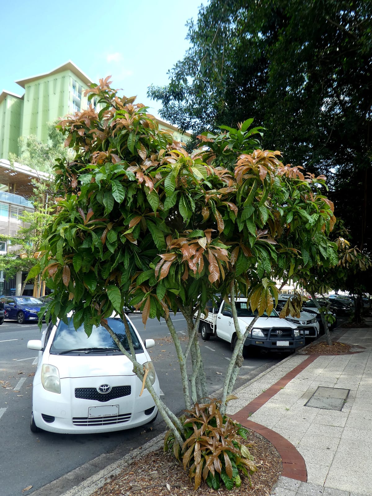Cairns Burger Cafe photo 3