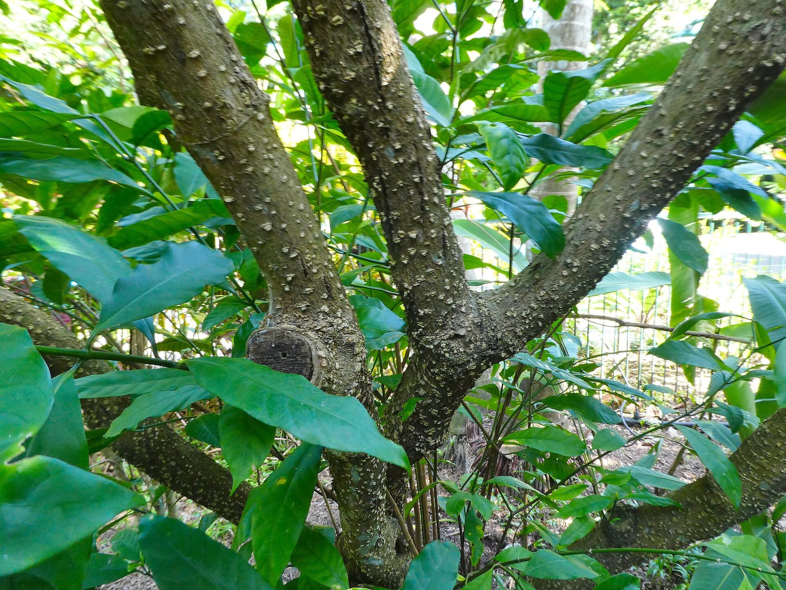 Botanic Gardens Restaurant & Cafe photo 4