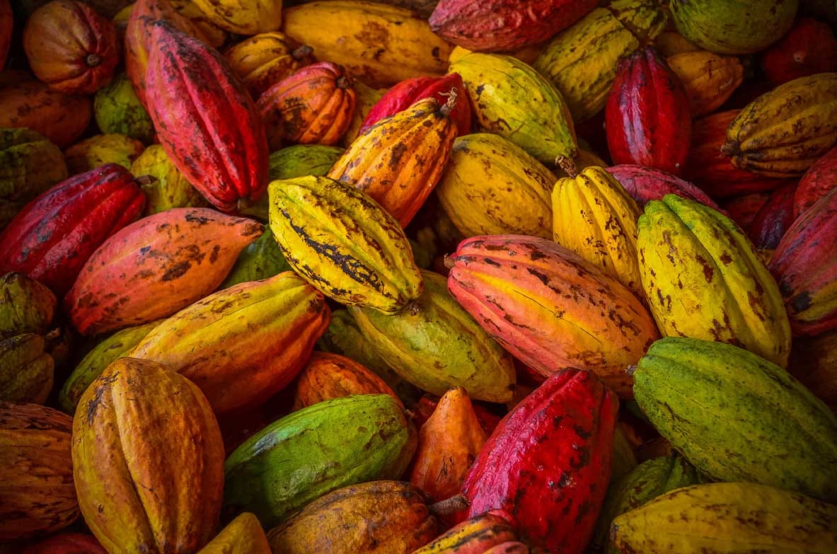 The Australian Chocolate Farm