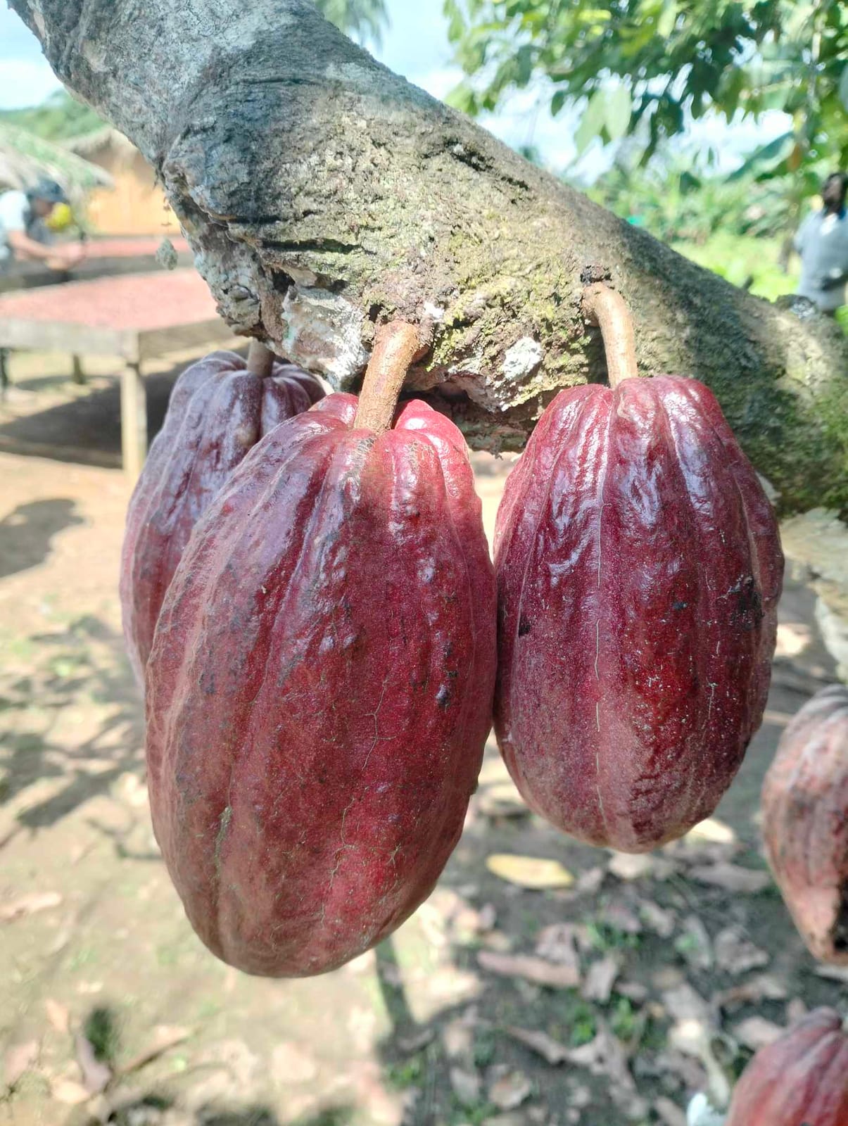Red Cacao photo 4