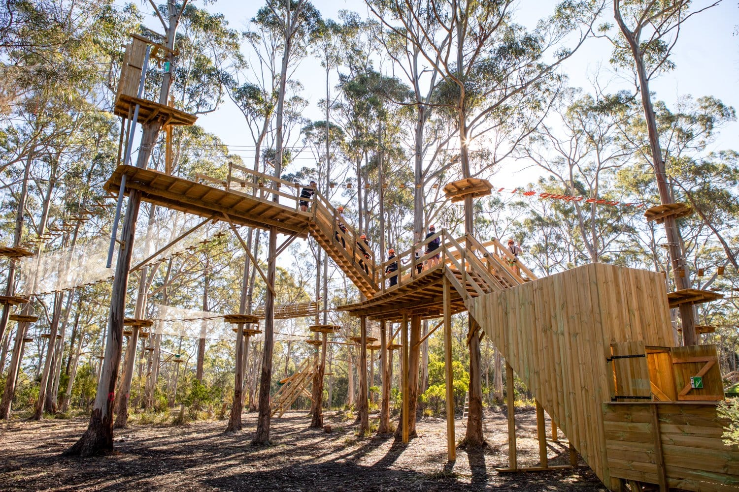 Tree Climb Adelaide photo 5