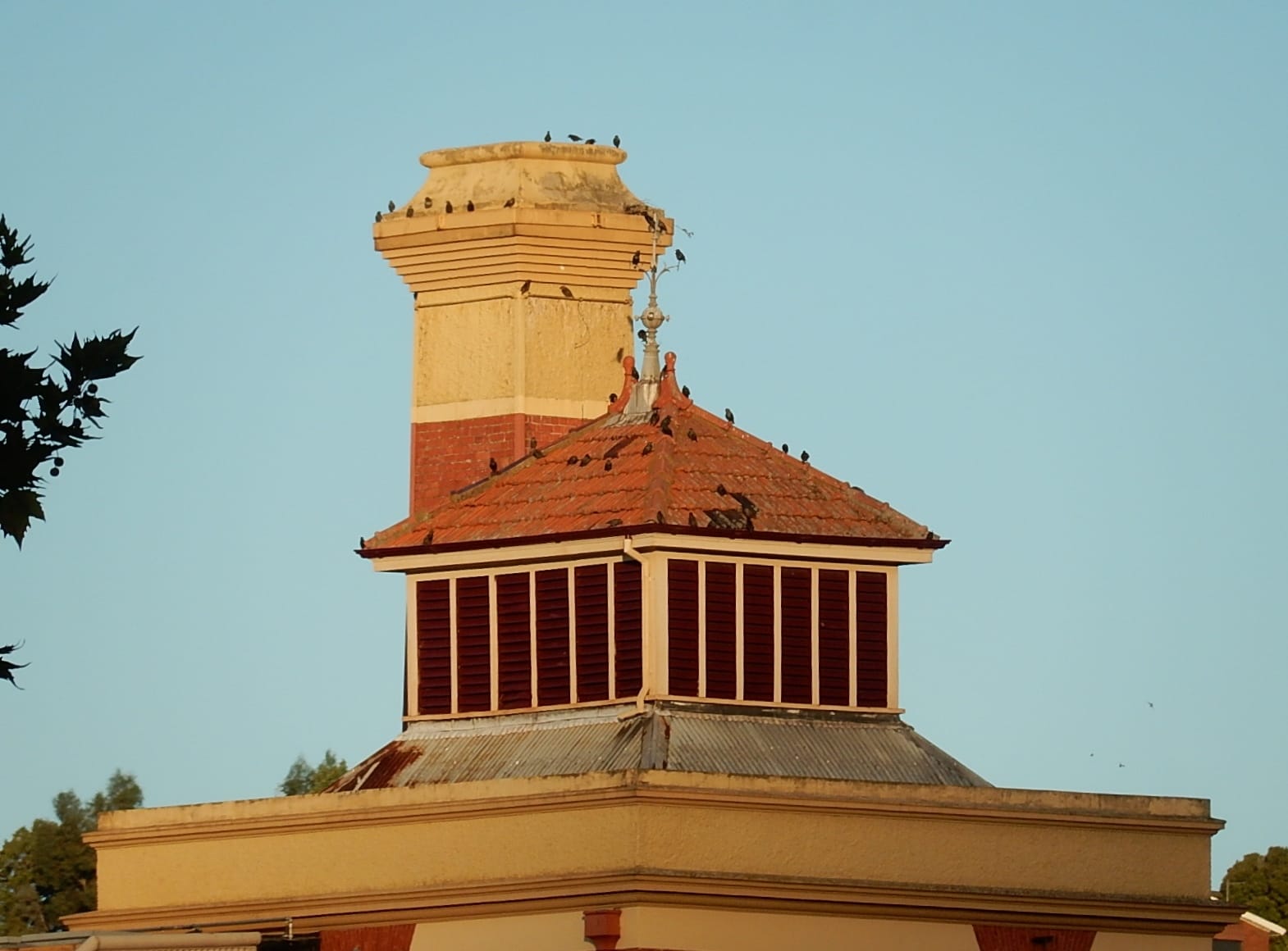 Flying Sparrow photo 5