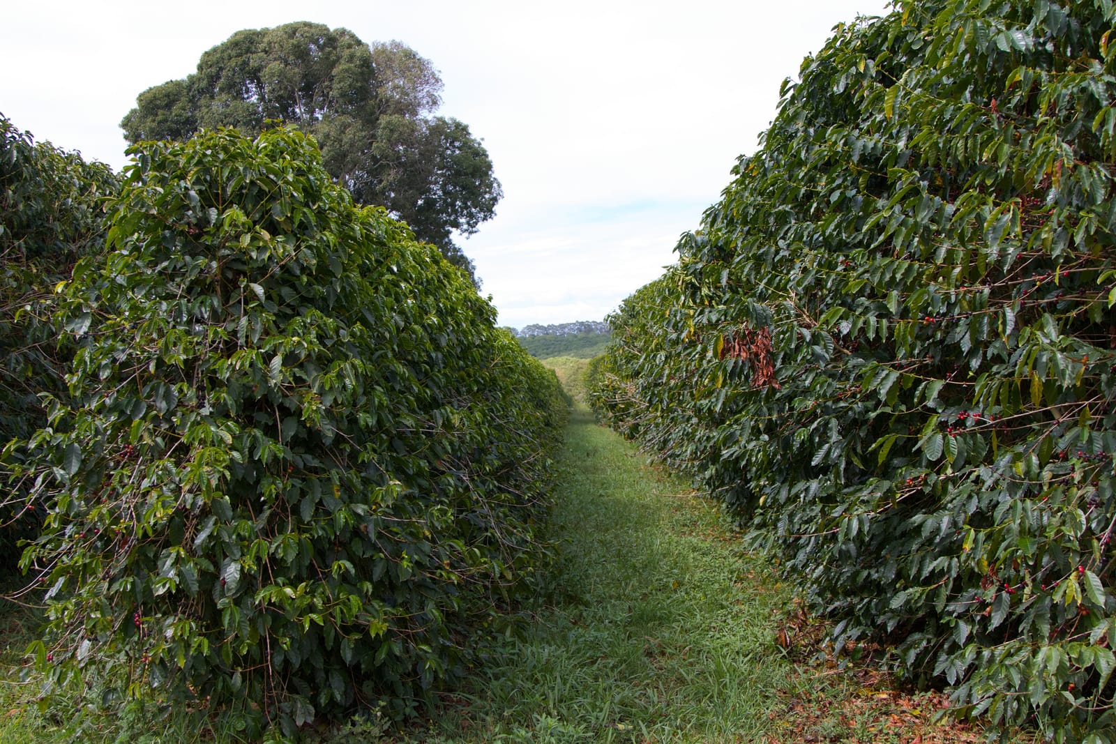 Growers Espresso photo 5
