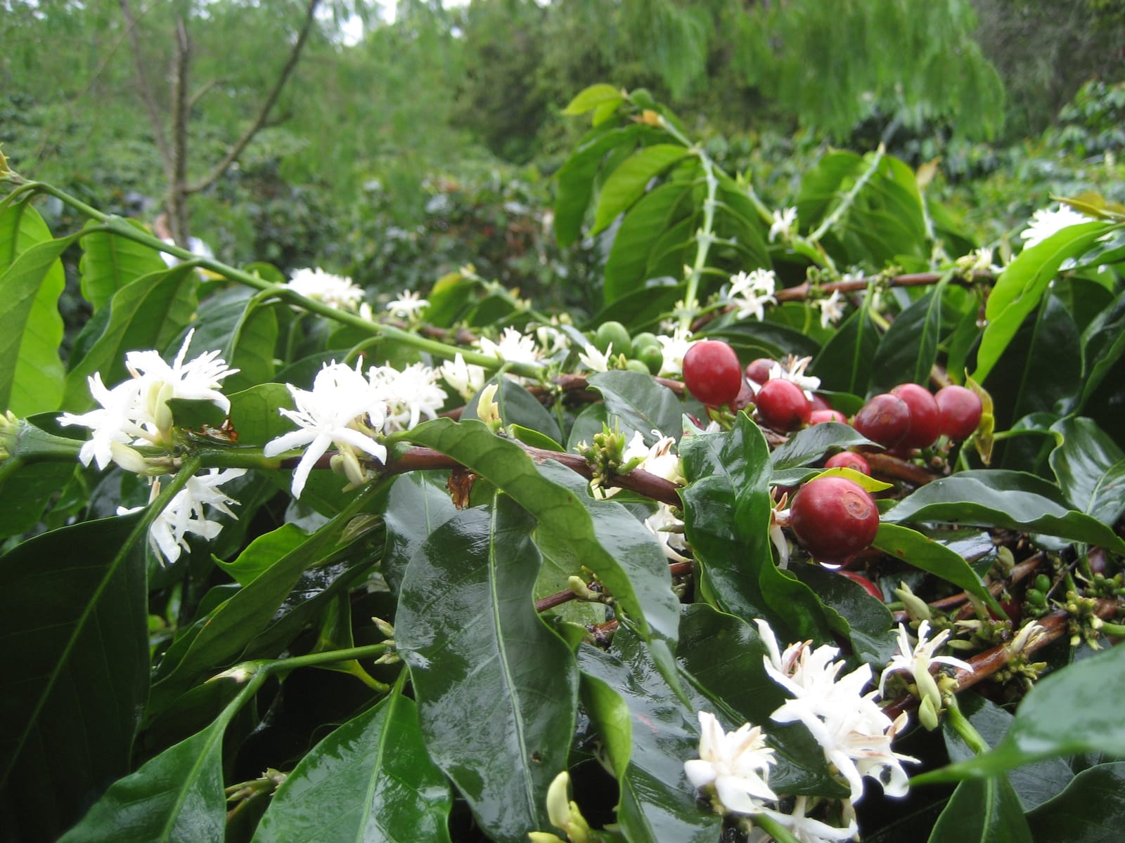 Growers Espresso