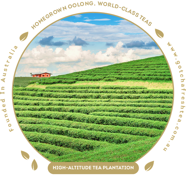 Gotcha Fresh Tea photo 4