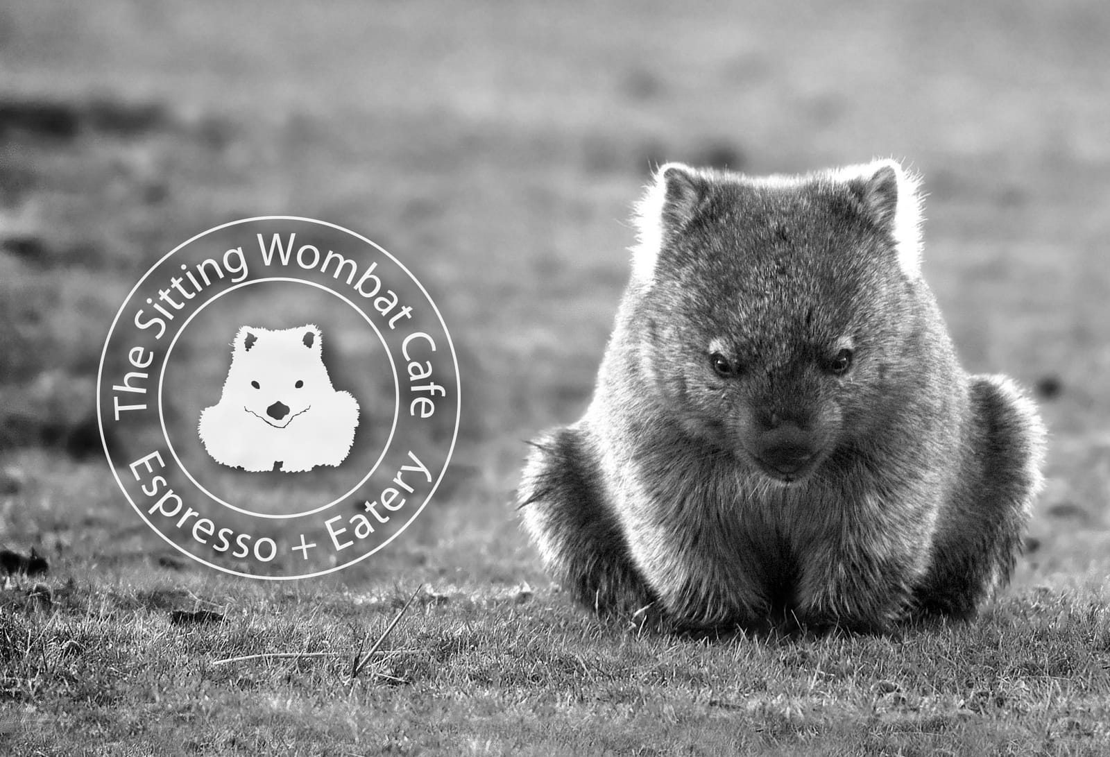 The Sitting Wombat Cafe