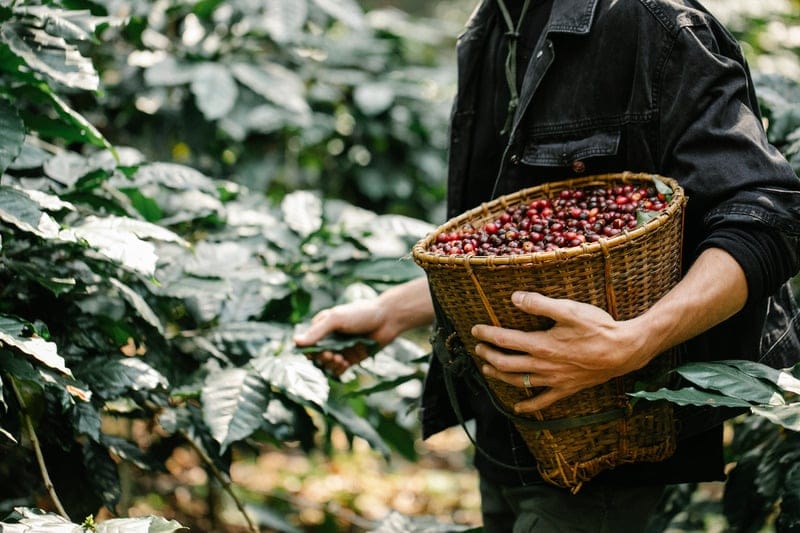 Cofferica Roasters photo 3