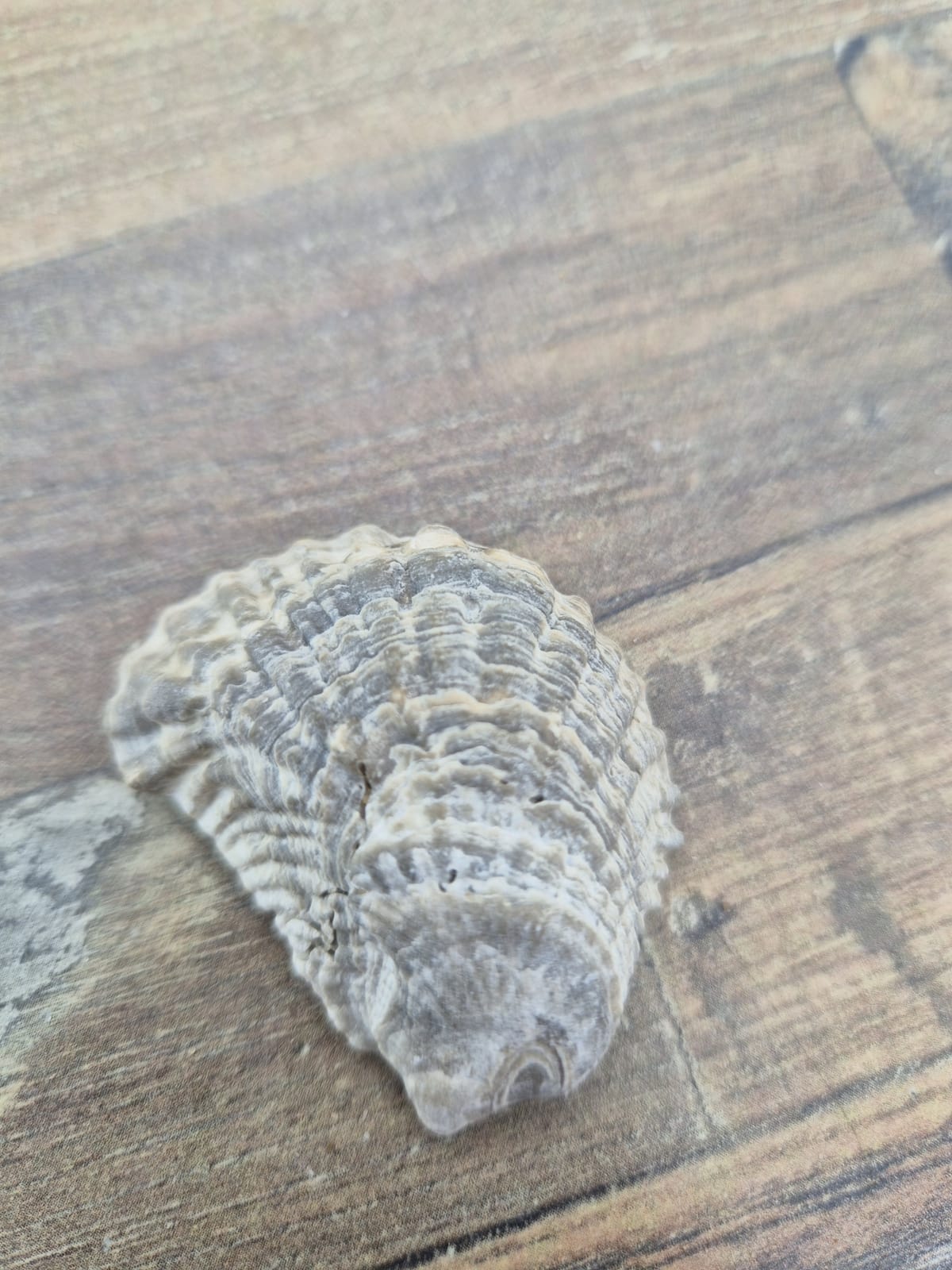 De Strandloper