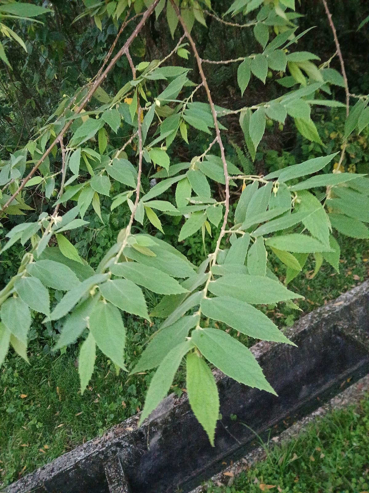 Yamé photo 2