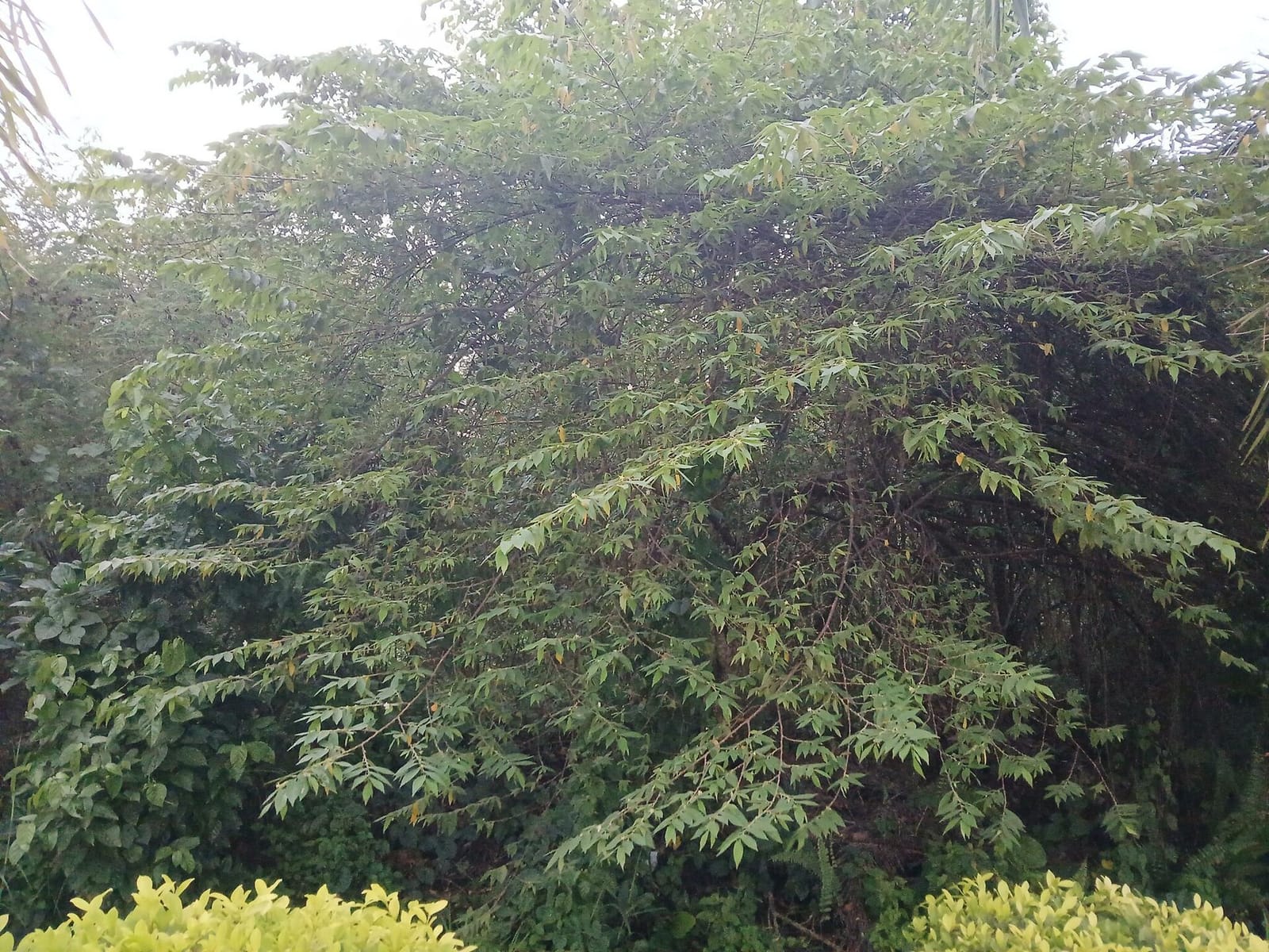 Yamé photo 4