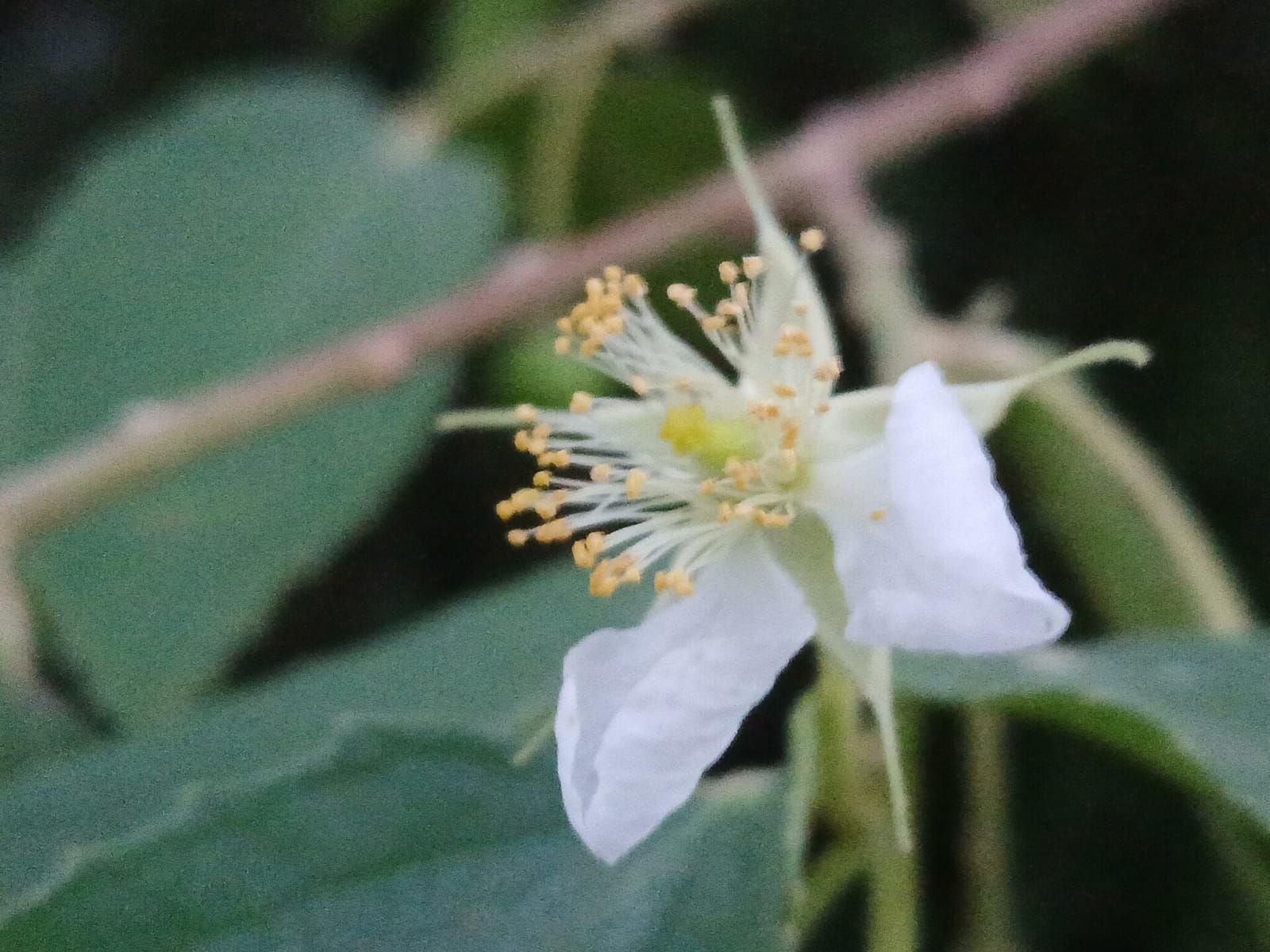 Yamé photo 3