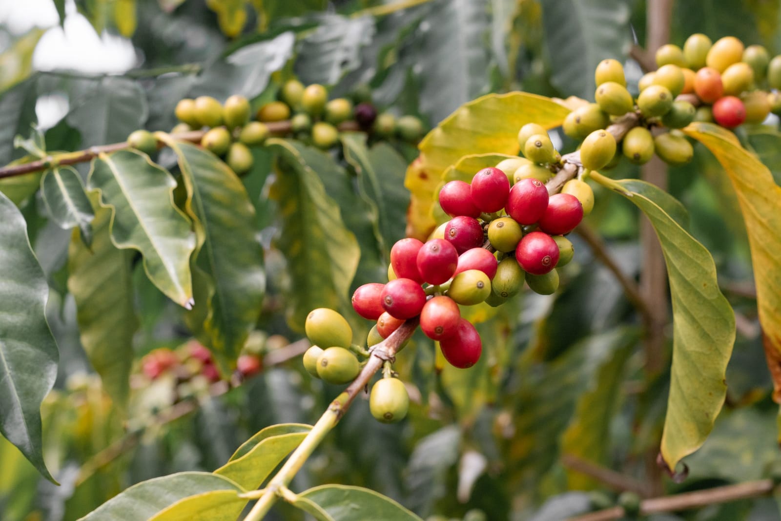 Honolulu Coffee Company photo 2