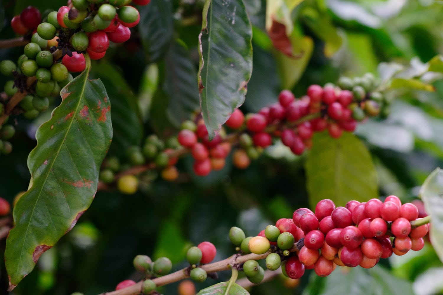 Green World Coffee Farm photo 5