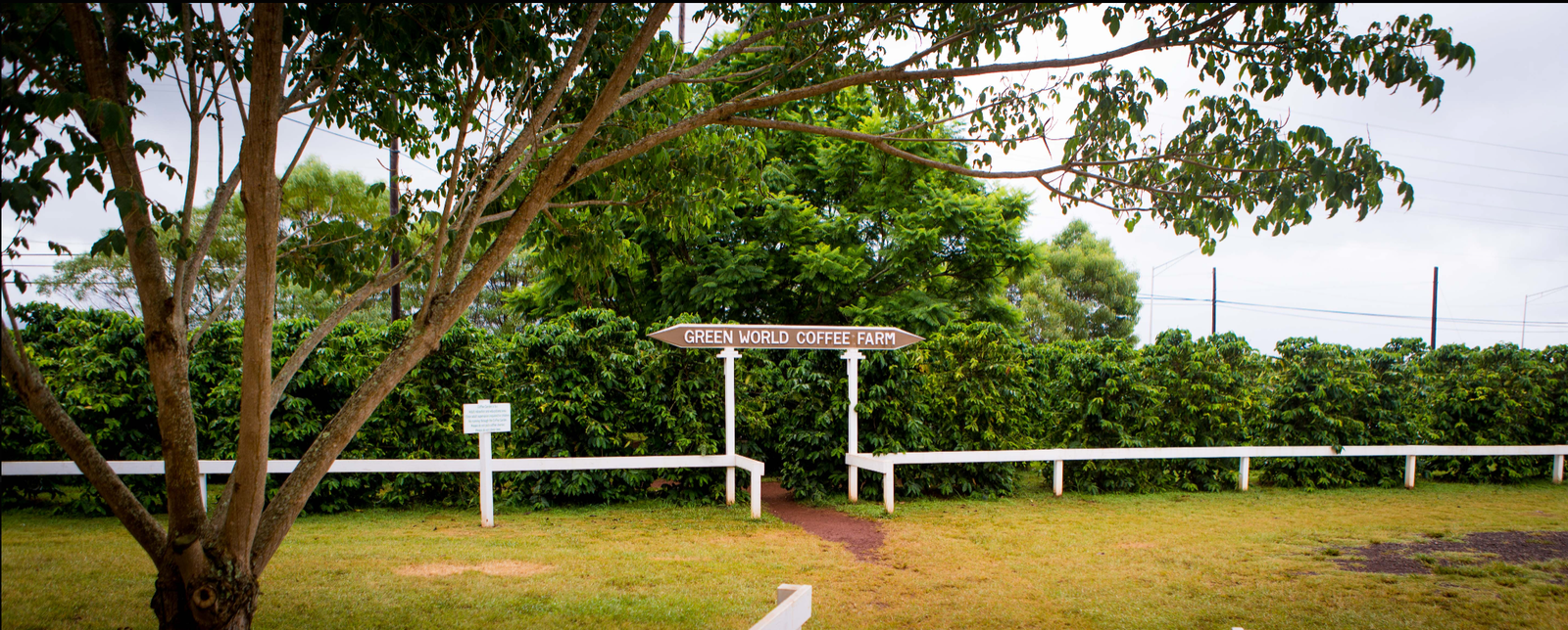 Green World Coffee Farm photo 2