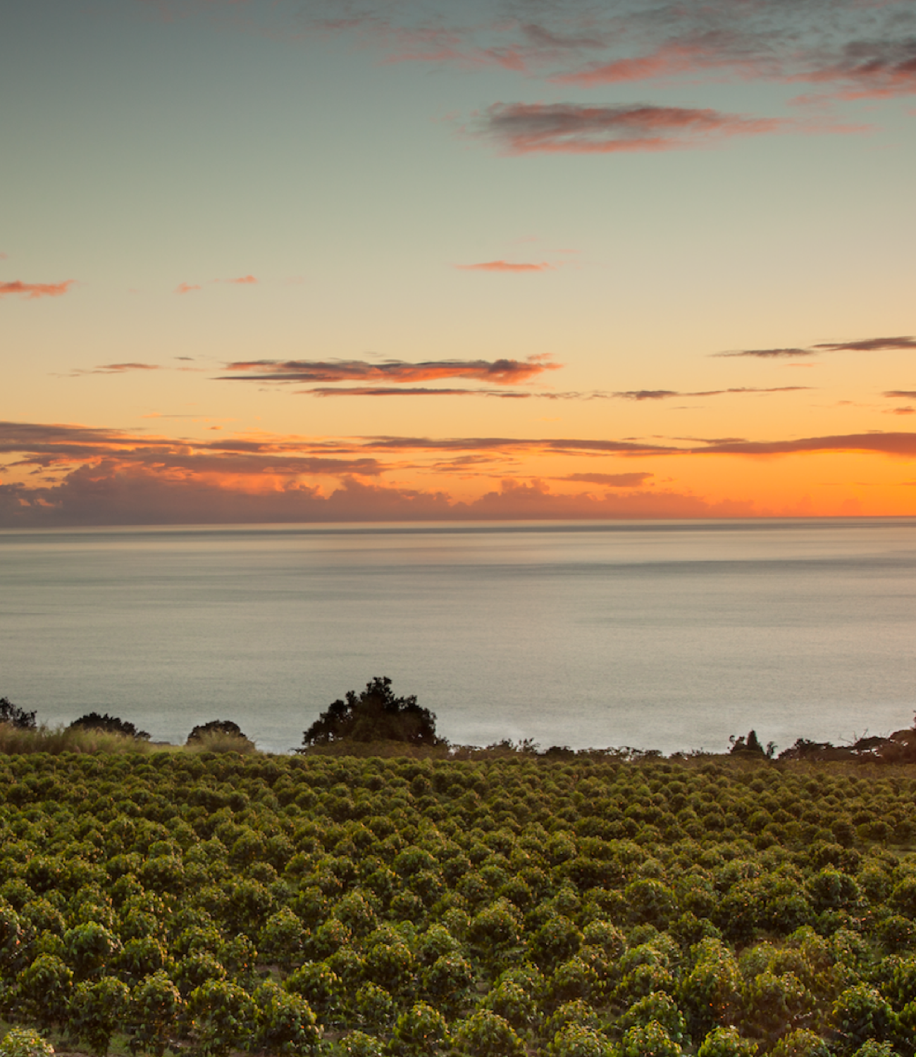 KONA Coffee Purveyors