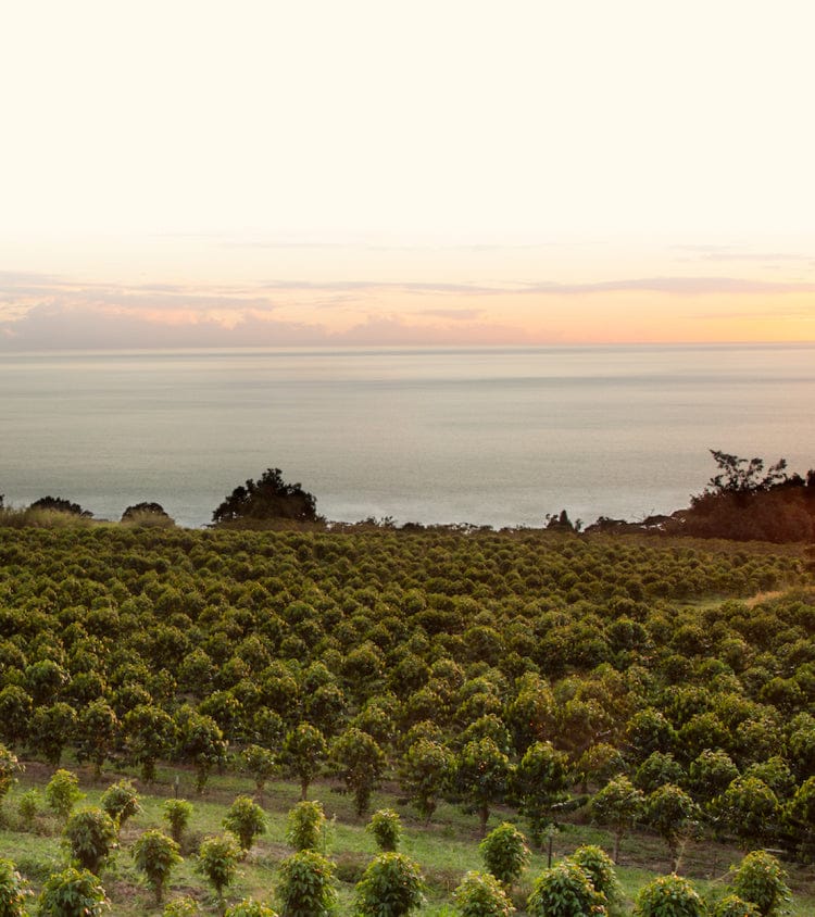 KONA Coffee Purveyors photo 2