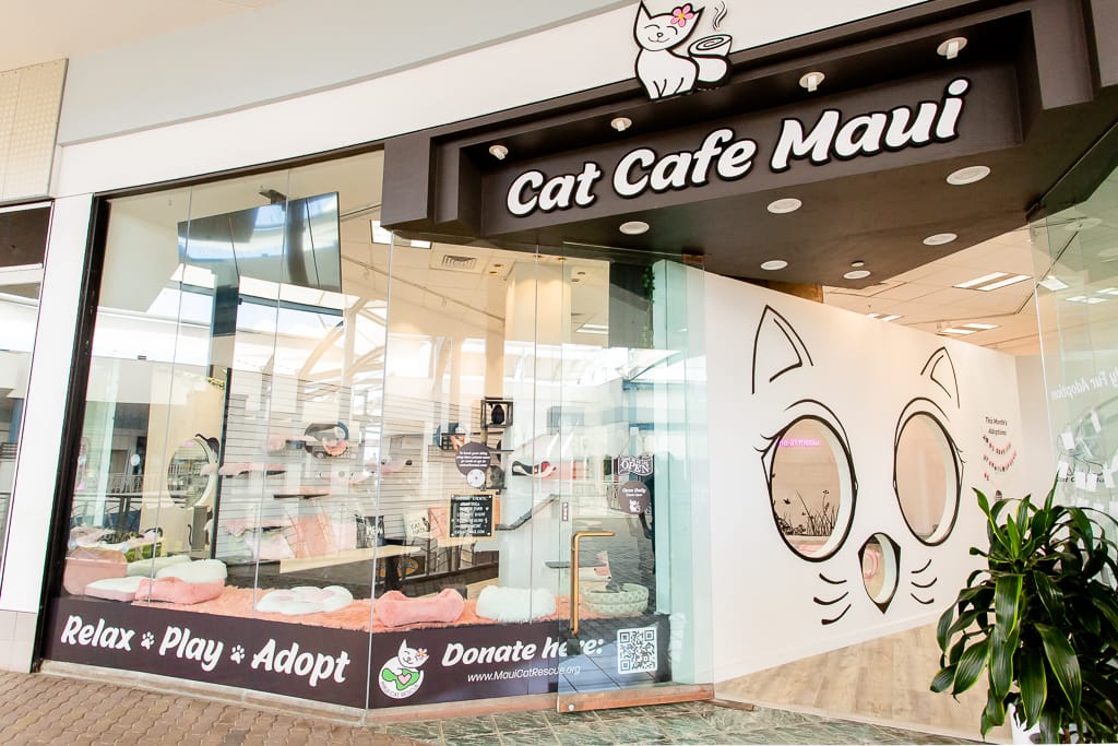 Cat Café Maui