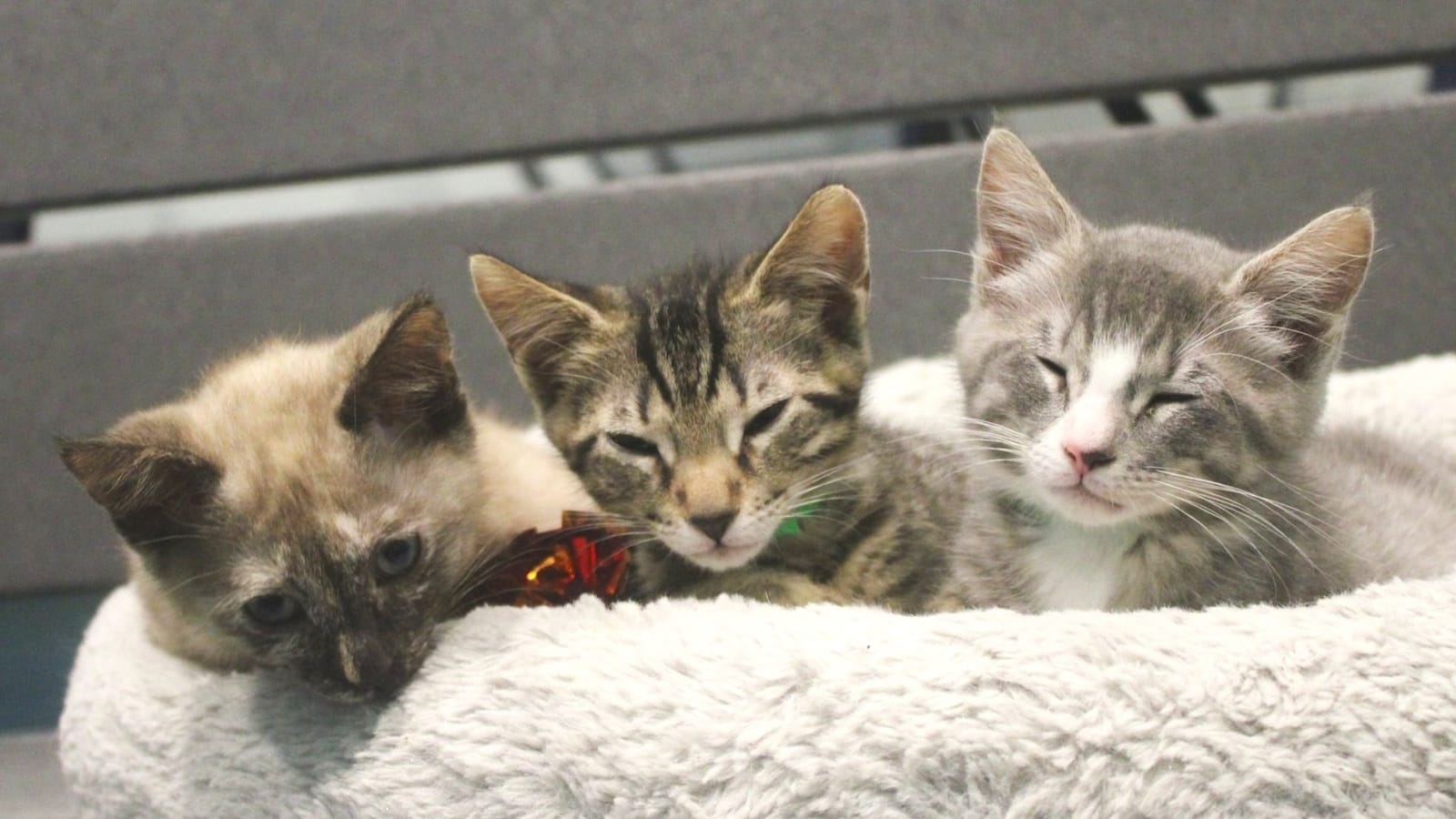 Toe Beans & Dreams Adoption Cafe photo 6