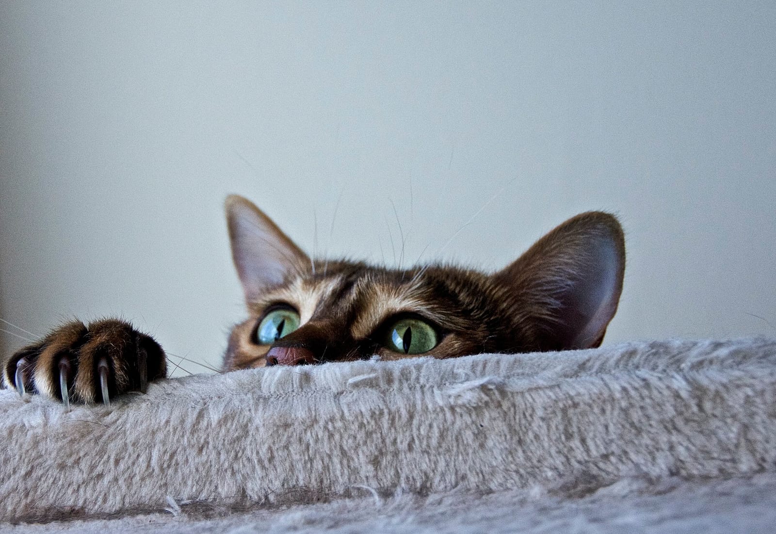 Toe Beans & Dreams Adoption Cafe photo 4