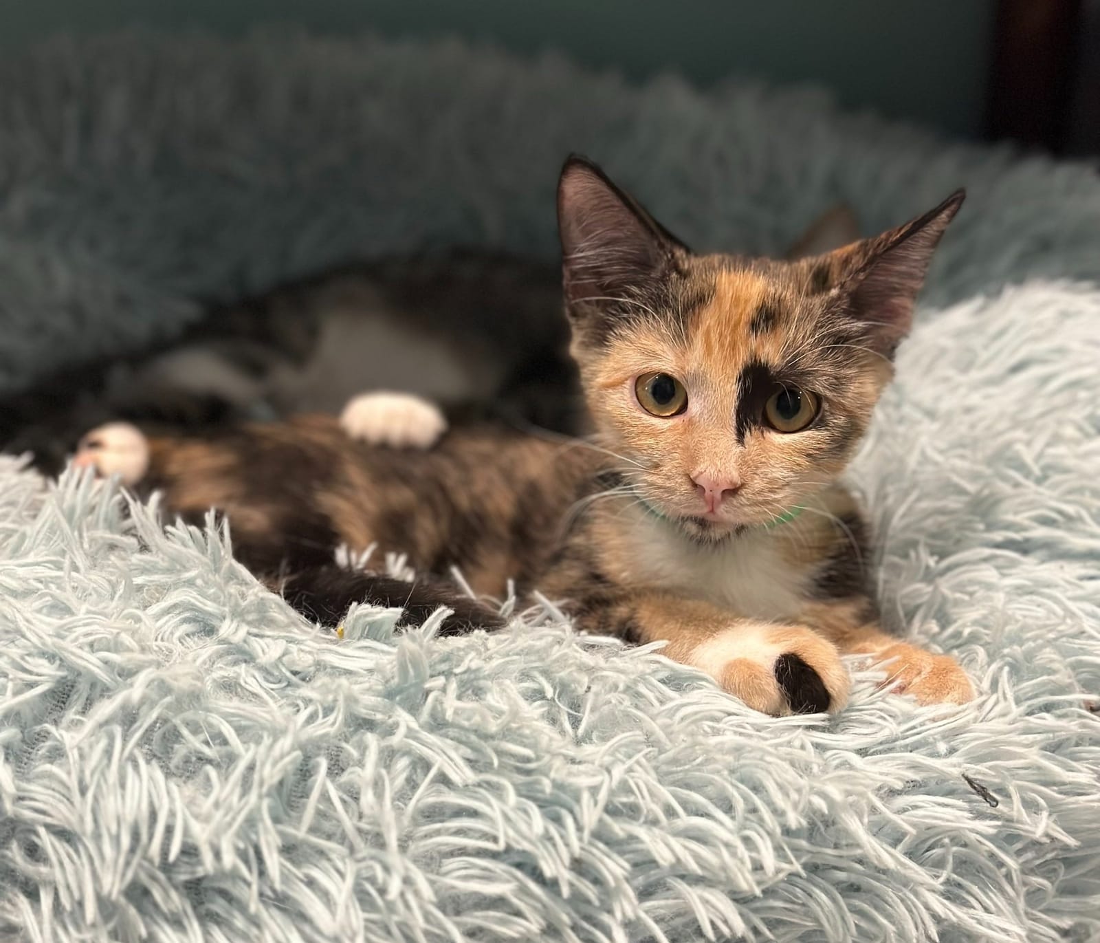 Toe Beans & Dreams Adoption Cafe