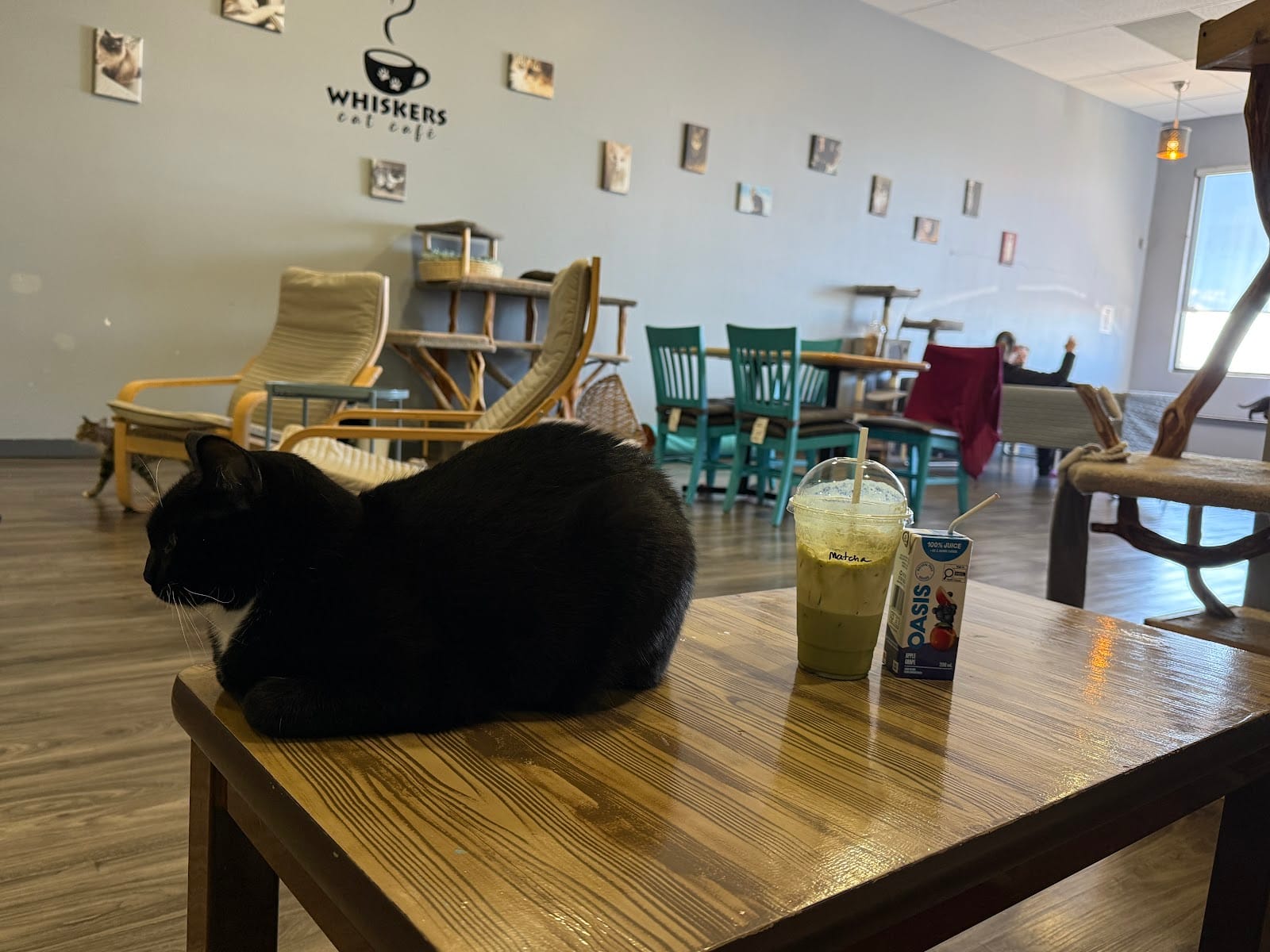 Whiskers Cat Café