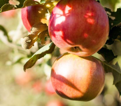 Pine Farms Orchard photo 2