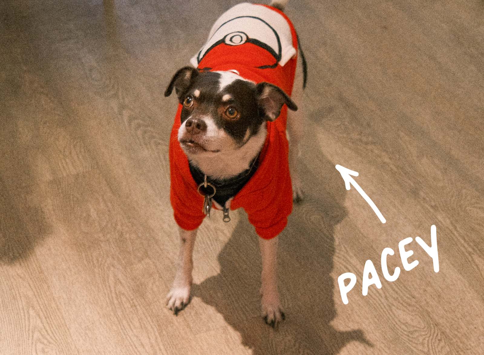 Buvette Pacey photo 3
