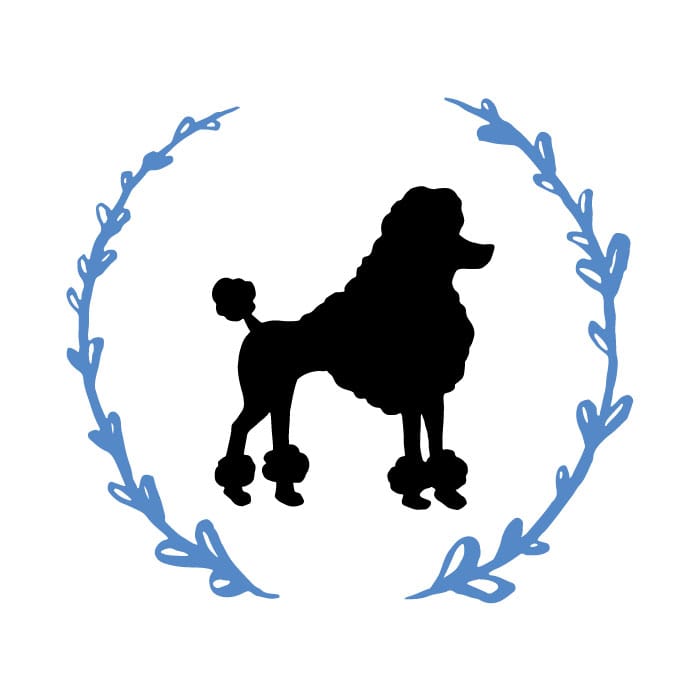 Caniche photo 2