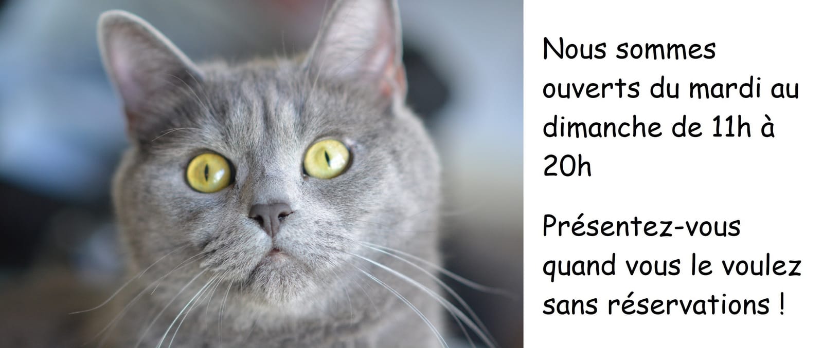 Café Chat L'Heureux photo 2