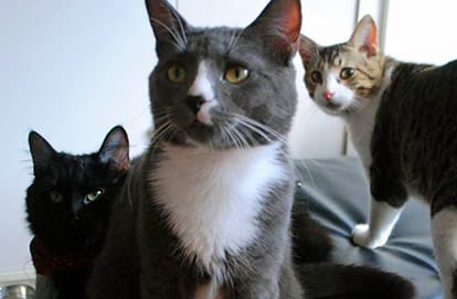 Café Chat L'Heureux photo 6