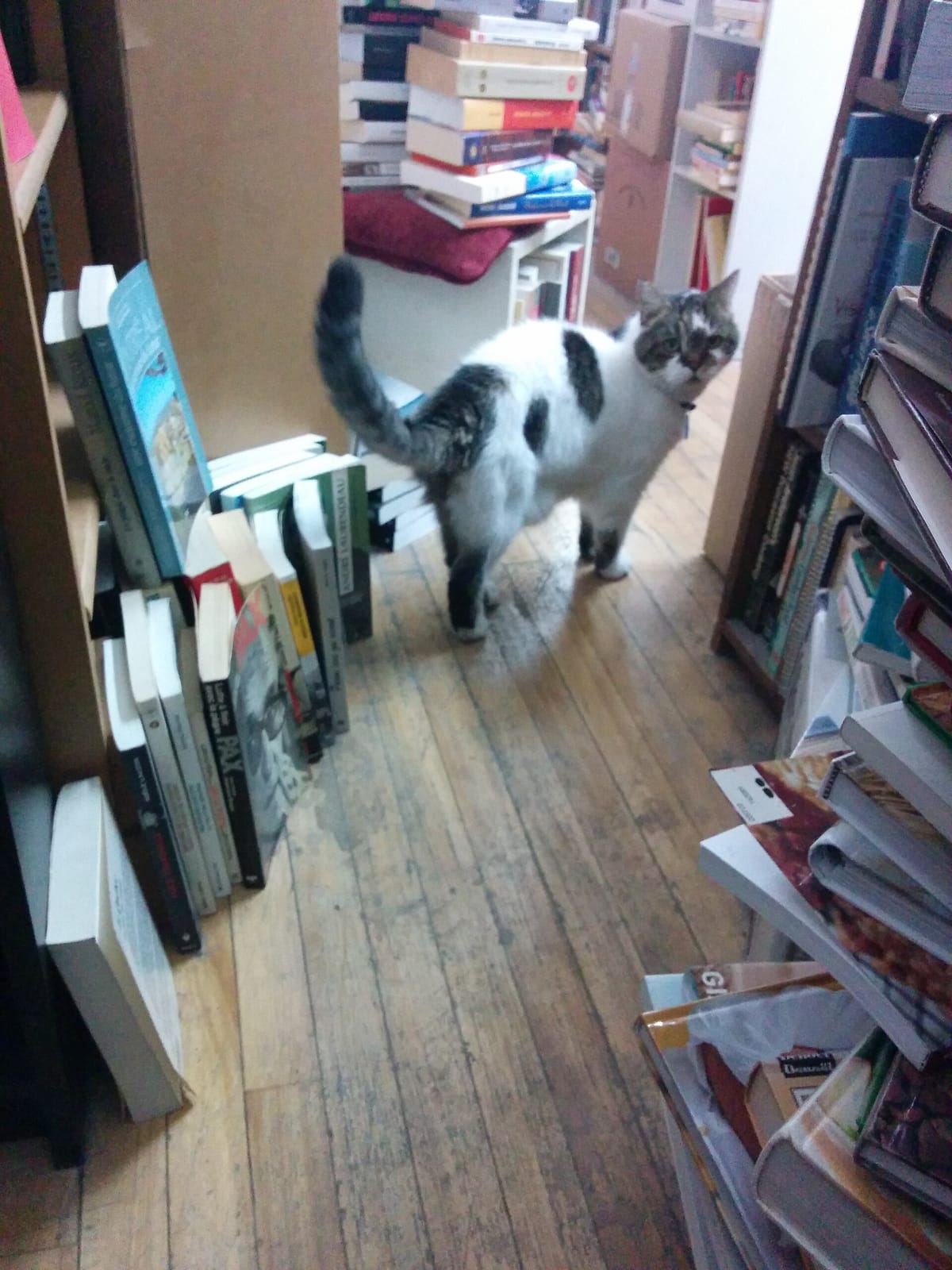 Imago Café photo 3