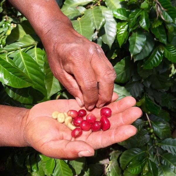 Bluebarn Coffee Roasters photo 4