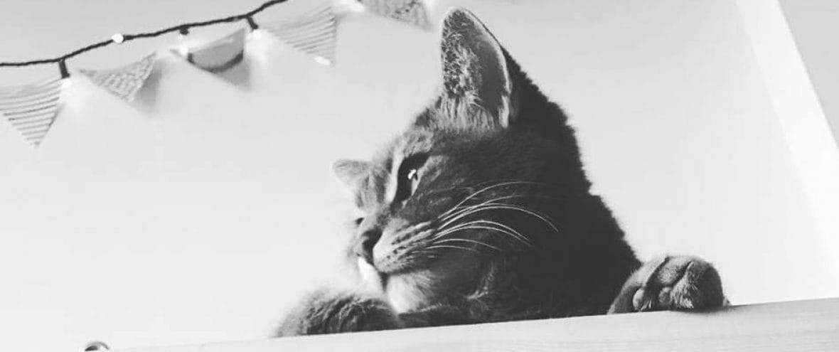 Excalipurr Cat Cafe photo 2