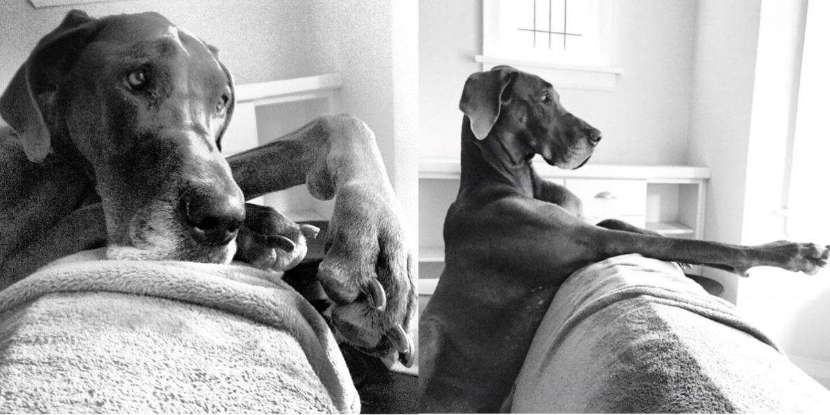 Great Dane Coffee photo 3