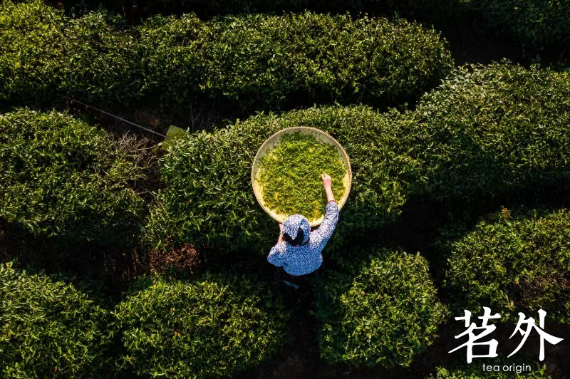 Tea Origin photo 2