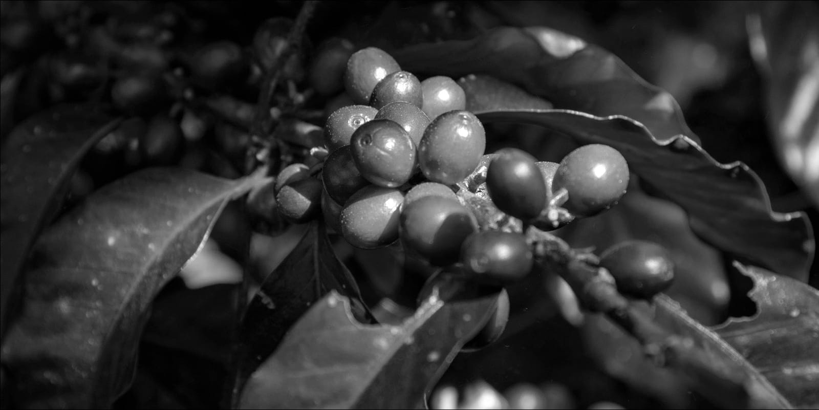 JJ Bean photo 2