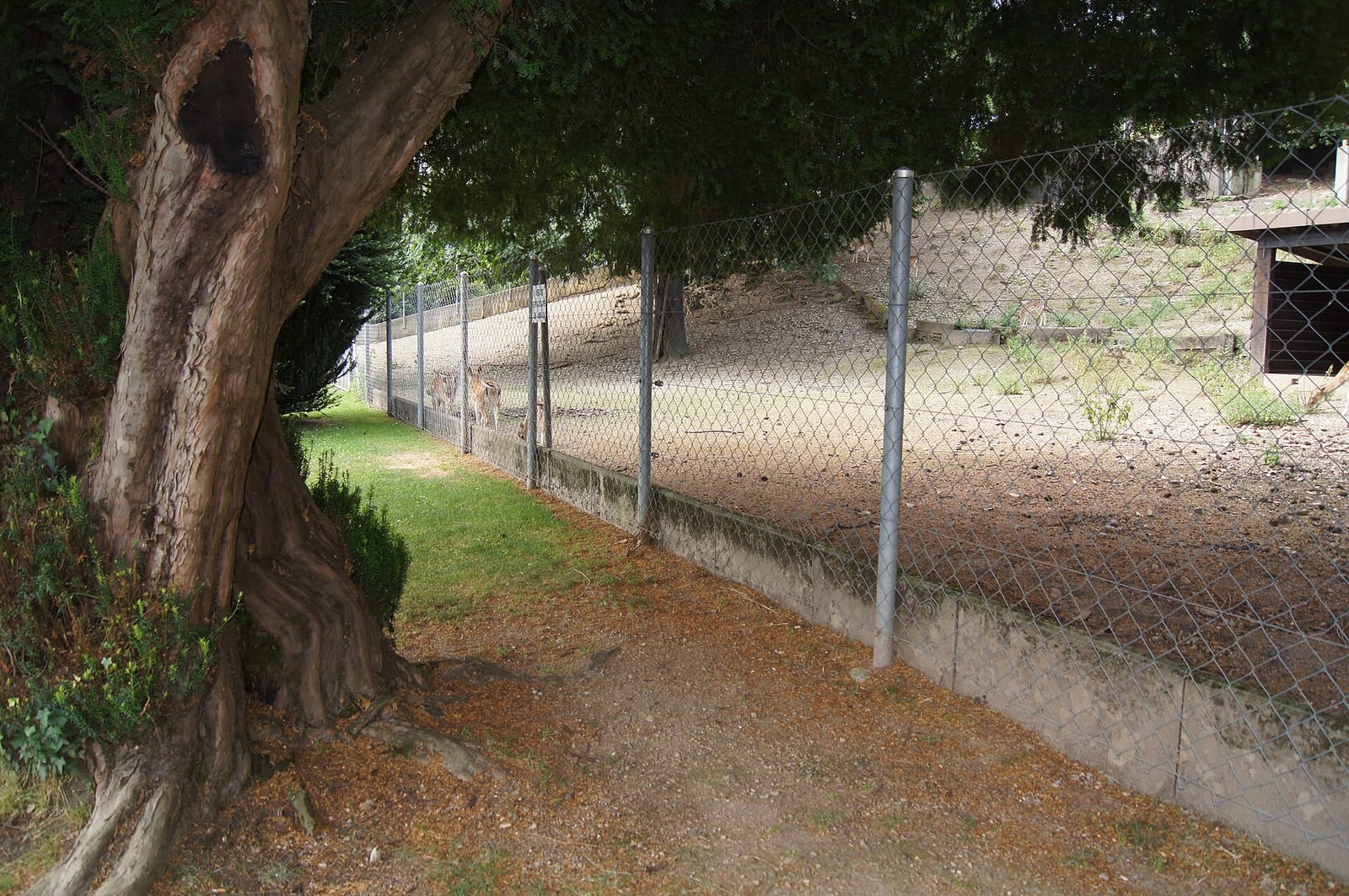Vitti photo 2