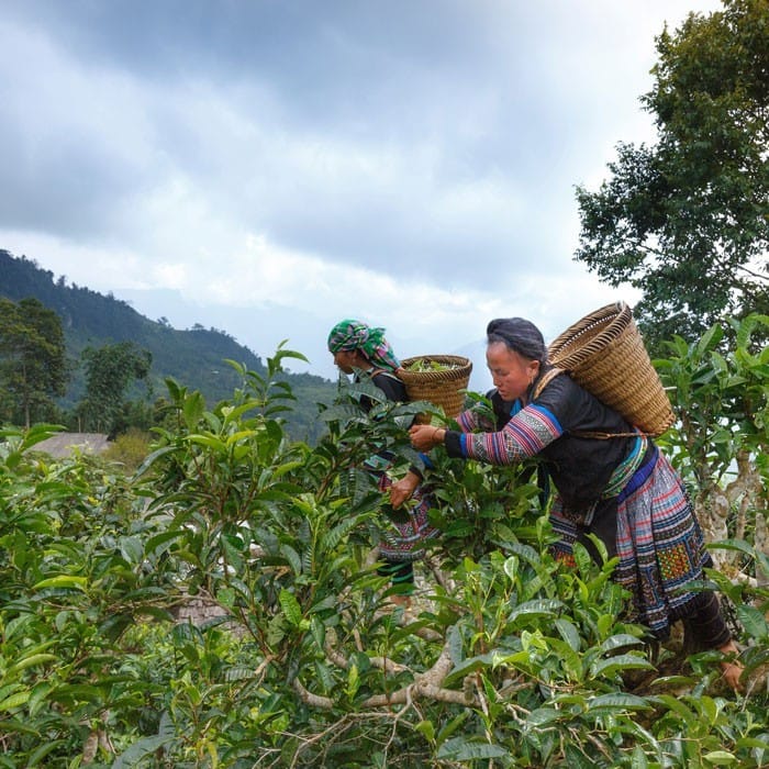 Yunnan Tea House