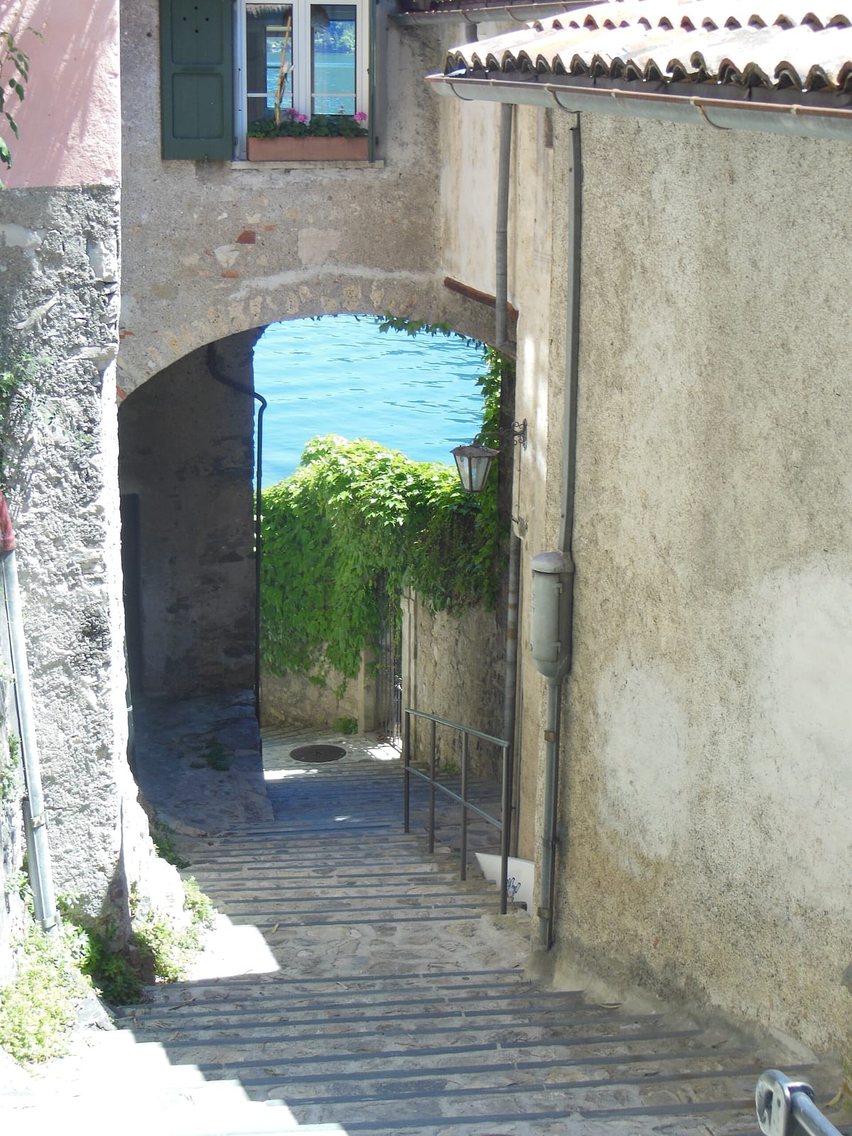 Bouganville photo 3