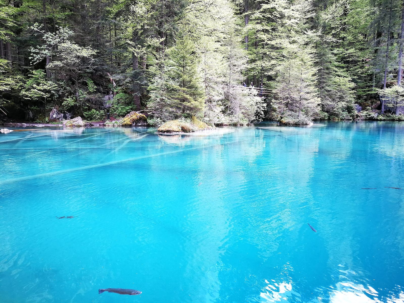 Café Blausee photo 4