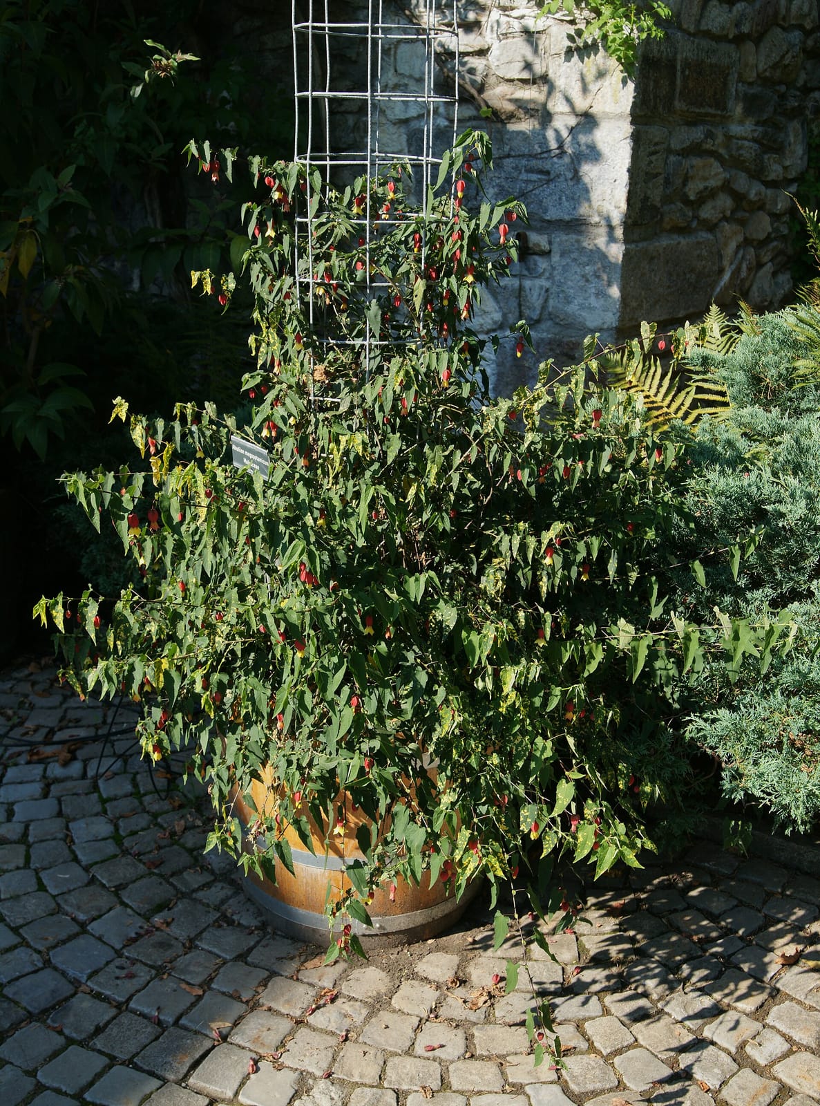 Café Bar Orangerie Elfenau photo 2