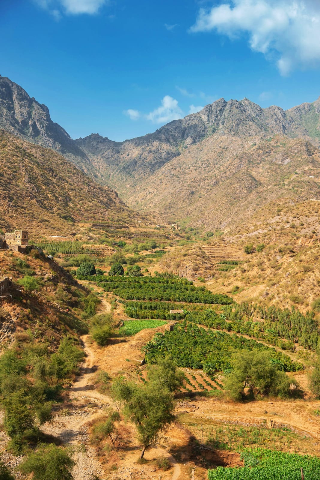 Qamaria Yemeni Coffee photo 8